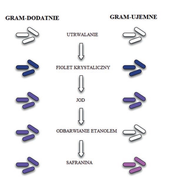 Uproszczony schemat barwienia złożonego
bakterii metodą Grama