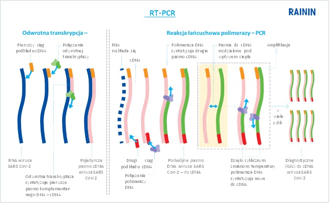 W przypadku braku obecności RN-azy łańcuchowa reakcja polimerazy z odwrotną transkrypcją (RT-PCR) jest bardzo dokładną metodą wykrywania wirusa SARS-CoV-2.