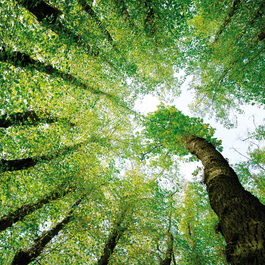 Mettler Toledo Webinar online: Przejście na zrównoważone technologie procesów chemicznych